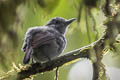 Mouse-coloured Antshrike Thamnophilus murinus canipennis