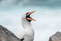 Nazca Booby Sula granti