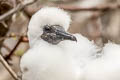 Nazca Booby Sula granti