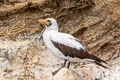 Nazca Booby Sula granti