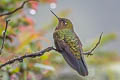 Neblina Metaltail Metallura odomae