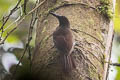 Northern Barred Woodcreeper Dendrocolaptes sanctithomae sanctithomae