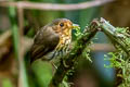 Ochre-breasted Antpitta Grallaricula flavirostris mindoensis