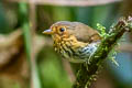 Ochre-breasted Antpitta Grallaricula flavirostris mindoensis