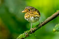 Ochre-breasted Antpitta Grallaricula flavirostris flavirostris