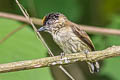 Olivaceous Piculet Picumnus olivaceus harterti 