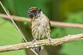 Olivaceous Piculet Picumnus olivaceus harterti 