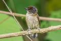 Olivaceous Piculet Picumnus olivaceus harterti 