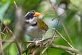 Orange-billed Sparrow Arremon aurantiirostris santarosae