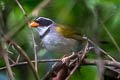 Orange-billed Sparrow Arremon aurantiirostris santarosae