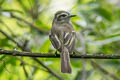 Pacific Elaenia Myiopagis subplacens