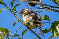 Pale-headed Brushfinch Atlapetes pallidiceps