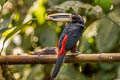 Pale-mandibled Aracari Pteroglossus erythropygius 