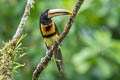 Pale-mandibled Aracari Pteroglossus erythropygius 