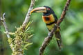 Pale-mandibled Aracari Pteroglossus erythropygius 