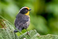 Pale-naped Brushfinch Atlapetes pallidinucha papallactae