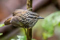 Peruvian Warbling Antbird Hypocnemis peruviana saturata