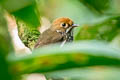 Peruvian Antpitta Grallaricula peruviana