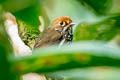 Peruvian Antpitta Grallaricula peruviana