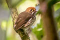 Peruvian Antpitta Grallaricula peruviana