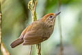 Plain Antvireo Dysithamnus mentalis aequatorialis