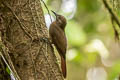 Plain-brown Woodcreeper Dendrocincla fuliginosa ridgwayi 