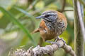 Plain-tailed Wren Pheugopedius euophrys longipes