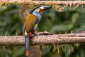 Plate-billed Mountain Toucan Andigena laminirostris