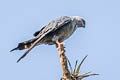 Plumbeous Kite Ictinia plumbea