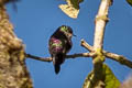 Purple-backed Thornbill Ramphomicron microrhynchum microrhynchum