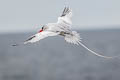 Red-billed Tropicbird Phaethon aethereus mesonauta