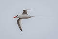 Red-billed Tropicbird Phaethon aethereus mesonauta