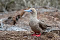 Red-footed Booby Sula sula websteri