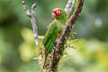 Red-masked Parakeet Psittacara erythrogenys