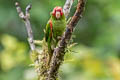 Red-masked Parakeet Psittacara erythrogenys