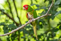 Red-masked Parakeet Psittacara erythrogenys