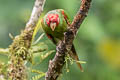 Red-masked Parakeet Psittacara erythrogenys