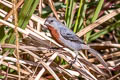 Ruddy-breasted Seedeater Sporophila minuta