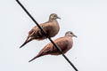 Ruddy Ground Dove Columbina talpacoti talpacoti