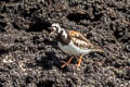 Ruddy Turnstone Arenaria interpres morinella