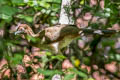 Rufous-headed Chachalaca Ortalis erythroptera