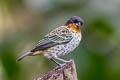 Rufous-throated Tanager Ixothraupis rufigula