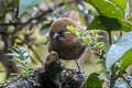 Rufous Wren Cinnycerthia unirufa unibrunnea