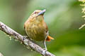 Russet Antshrike Thamnistes anabatinus intermedius 