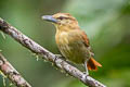 Russet Antshrike Thamnistes anabatinus intermedius 