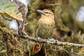 Russet Antshrike Thamnistes anabatinus intermedius 