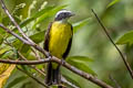 Rusty-margined Flycatcher Myiozetetes cayanensis hellmayri 