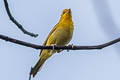 Saffron Finch Sicalis flaveola valida