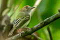 Black-capped Pygmy Tyrant Myiornis atricapillus