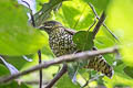 Scaled Fruiteater Ampelioides tschudii